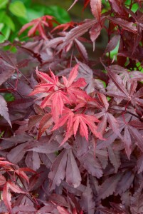 Acer palmatum Skeeters Broom 80- 100 cm