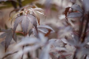 Acer palmatum Skeeters Broom 80- 100 cm