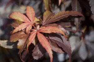 Acer palmatum Skeeters Broom 80- 100 cm