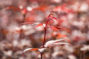 Acer palmatum Skeeters Broom 80- 100 cm