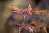 Acer palmatum Skeeters Broom 80- 100 cm