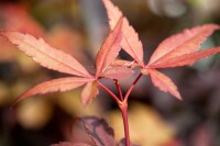 Acer palmatum Skeeters Broom 80- 100 cm