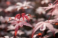 Acer palmatum Skeeters Broom 80- 100 cm