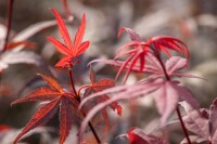 Acer palmatum Skeeters Broom 80- 100 cm