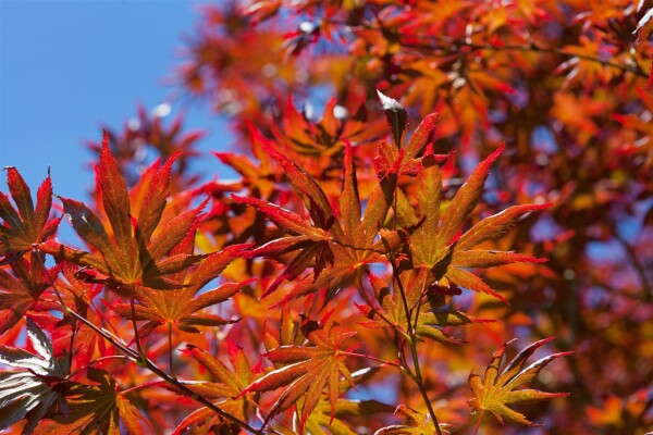 Acer palmatum Trompenburg 3xv mDb 125- 150 cm kräftig