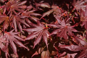 Acer palmatum Trompenburg 3xv mDb 125- 150 cm kräftig