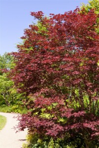 Acer palmatum Trompenburg 3xv mDb 125- 150 cm kräftig