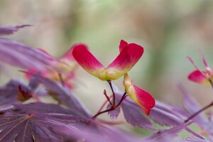 Acer palmatum Trompenburg 3xv mDb 125- 150 cm kräftig