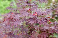 Acer palmatum Trompenburg 3xv mDb 125- 150 cm kräftig