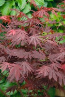 Acer palmatum Trompenburg 3xv mDb 125- 150 cm kräftig