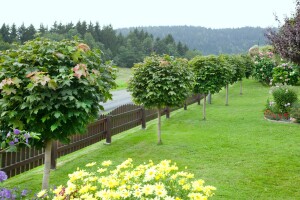 Acer platanoides Globosum 125- 140 cm