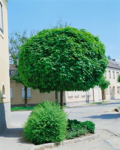 Acer platanoides Globosum 125- 140 cm