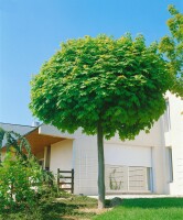 Acer platanoides Globosum 125- 140 cm