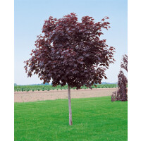Acer platanoides Royal Red H C35 Sth.200 41974