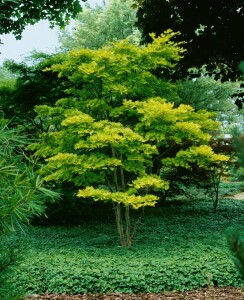 Acer shirasawanum Aureum 25- 30 cm