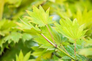 Acer shirasawanum Aureum 25- 30 cm