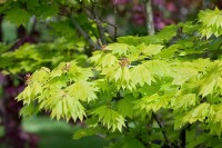 Acer shirasawanum Aureum 25- 30 cm