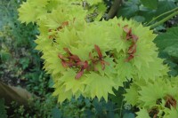 Acer shirasawanum Aureum 25- 30 cm