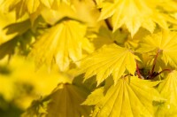 Acer shirasawanum Aureum 25- 30 cm