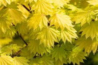 Acer shirasawanum Aureum 25- 30 cm