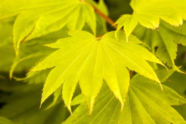 Acer shirasawanum Aureum 40- 50 cm