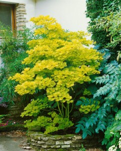 Acer shirasawanum Aureum 40- 50 cm