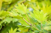 Acer shirasawanum Aureum 40- 50 cm