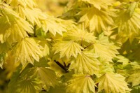 Acer shirasawanum Aureum 40- 50 cm