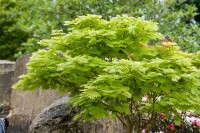 Acer shirasawanum Aureum 40- 50 cm