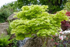 Acer shirasawanum Aureum kräftig 4xv mDb 100- 125 cm kräftig