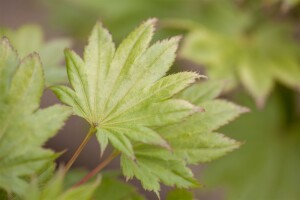 Acer shirasawanum Aureum kräftig 4xv mDb 100- 125 cm kräftig