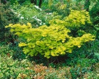 Acer shirasawanum Aureum kräftig 4xv mDb 100- 125 cm kräftig