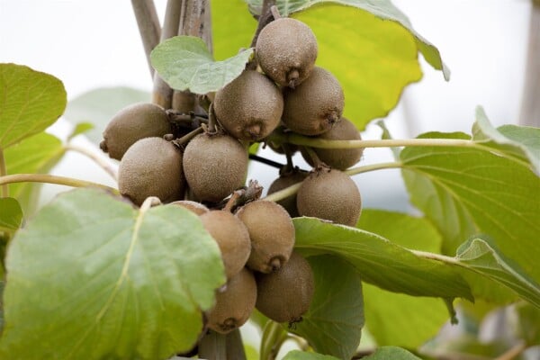 Actinidia chinensis Jenny kräftig 150- 200 cm