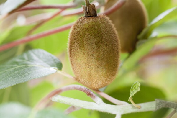 Actinidia deliciosa Hayward 12 cm Topf - Größe nach Saison