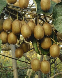 Actinidia deliciosa Hayward 12 cm Topf - Größe nach Saison