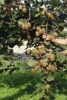 Actinidia deliciosa Hayward 12 cm Topf - Größe nach Saison