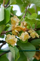 Actinidia deliciosa Hayward 12 cm Topf - Größe nach Saison