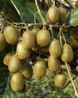 Actinidia deliciosa Jenny 12 cm Topf - Größe nach Saison