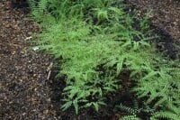 Adiantum pedatum 30- 40 cm