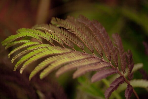 Albizia julibrissin Summer Chocolate - 60- 80 cm