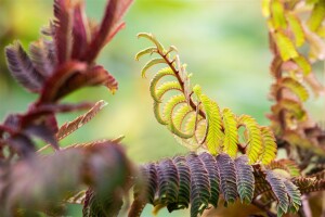 Albizia julibrissin Summer Chocolate - 60- 80 cm