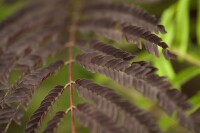 Albizia julibrissin Summer Chocolate - 60- 80 cm