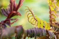 Albizia julibrissin Summer Chocolate - 60- 80 cm