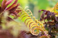 Albizia julibrissin Summer Chocolate - 60- 80 cm