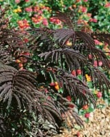 Albizia julibrissin Summer Chocolate - 60- 80 cm