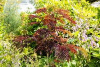 Albizia julibrissin Summer Chocolate - 60- 80 cm