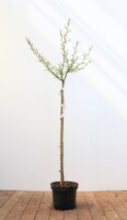 Alnus glutinosa Imperialis Stammhöhe 80 cm + Krone