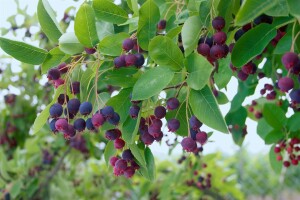 Amelanchier lamarckii 40- 60 cm