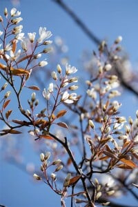 Amelanchier lamarckii kräftig 3xv mDb 100- 125 cm