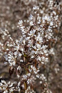 Amelanchier lamarckii 150- 175 cm